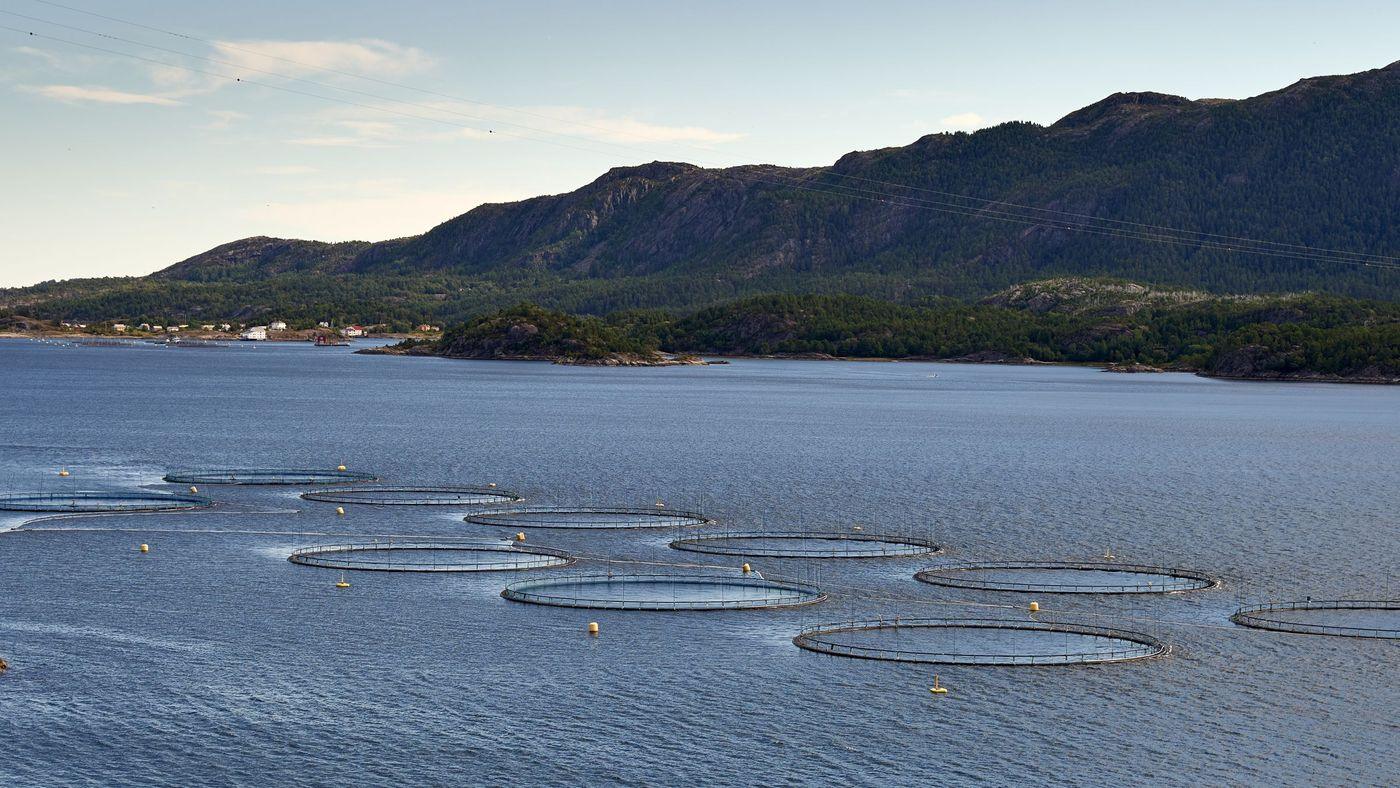 Circular fish farm net pens in a fjord, seen from the air