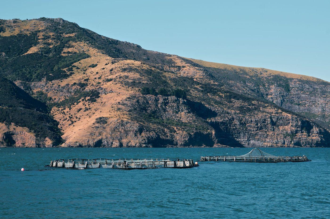 Aquaculture net pens floating in open coastal water with mountains behind them