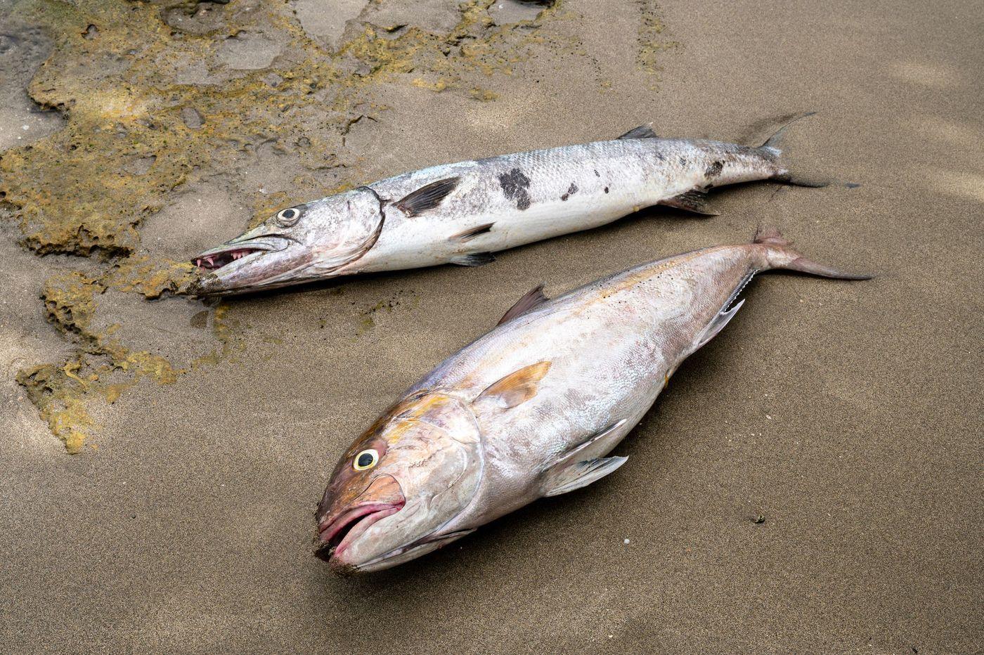Two dead fish washed up beside a patch of algae on a sandy shoreline